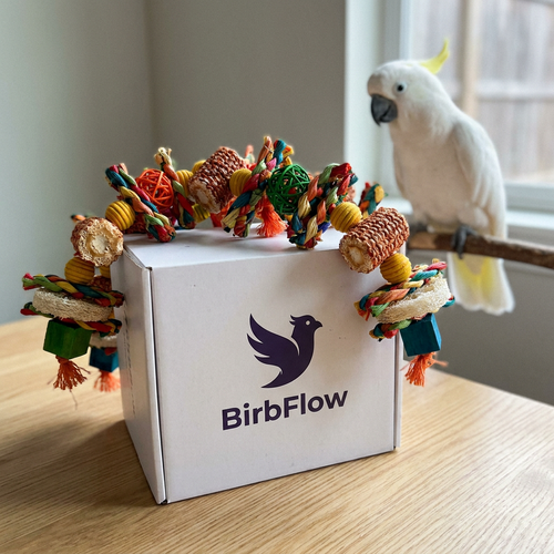 BirbFlow Parrot Toy