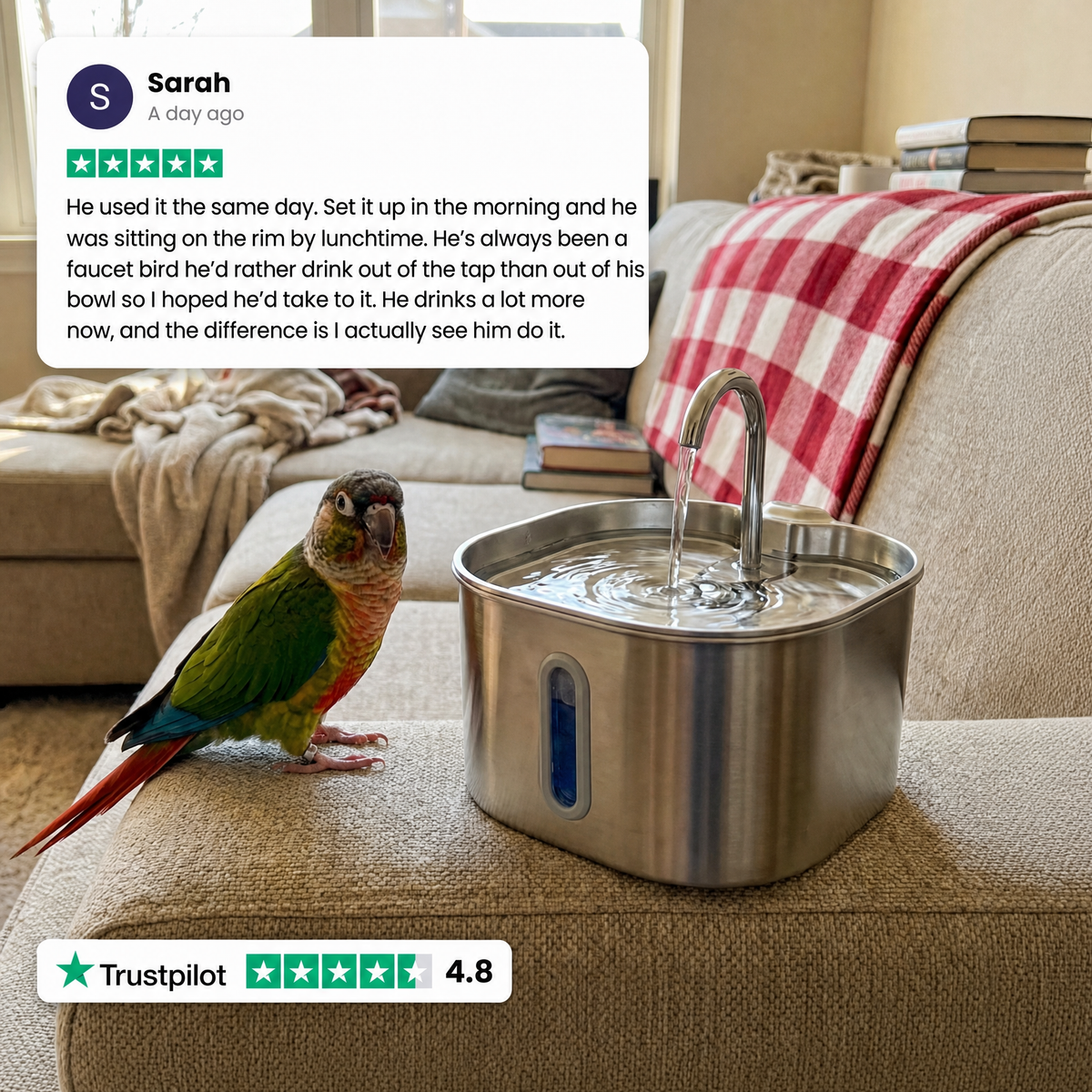 BirbFlow Parrot Fountain